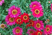 Grandessa™ Argyranthemum Interspecific hybrid Red -- New from The Suntory Collection as seen @ GroLink, Spring Trials 2016.  The Grand Daisy!  Featuring BIG beautiful blooms!  A kaleidoscope of colors, perfect for large planters to decorate your patio or outside living area.  Featured in 'Pink Halo', 'Red', 'Yellow' and 'White'.