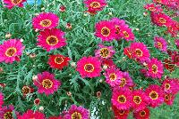 Grandessa™ Argyranthemum Interspecific hybrid Red -- New from The Suntory Collection as seen @ GroLink, Spring Trials 2016.  The Grand Daisy!  Featuring BIG beautiful blooms!  A kaleidoscope of colors, perfect for large planters to decorate your patio or outside living area.  Featured in 'Pink Halo', 'Red', 'Yellow' and 'White'.
