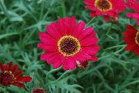 Grandessa™ Argyranthemum Interspecific hybrid Red -- New from The Suntory Collection as seen @ GroLink, Spring Trials 2016.  The Grand Daisy!  Featuring BIG beautiful blooms!  A kaleidoscope of colors, perfect for large planters to decorate your patio or outside living area.  Featured in 'Pink Halo', 'Red', 'Yellow' and 'White'.