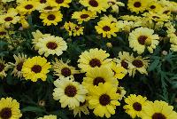 Grandessa™ Argyranthemum Interspecific hybrid Yellow -- New from The Suntory Collection as seen @ GroLink, Spring Trials 2016.  The Grand Daisy!  Featuring BIG beautiful blooms!  A kaleidoscope of colors, perfect for large planters to decorate your patio or outside living area.  Featured in 'Pink Halo', 'Red', 'Yellow' and 'White'.