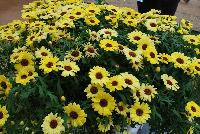 Grandessa™ Argyranthemum Interspecific hybrid Yellow -- New from The Suntory Collection as seen @ GroLink, Spring Trials 2016.  The Grand Daisy!  Featuring BIG beautiful blooms!  A kaleidoscope of colors, perfect for large planters to decorate your patio or outside living area.  Featured in 'Pink Halo', 'Red', 'Yellow' and 'White'.