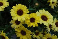 Grandessa™ Argyranthemum Interspecific hybrid Yellow -- New from The Suntory Collection as seen @ GroLink, Spring Trials 2016.  The Grand Daisy!  Featuring BIG beautiful blooms!  A kaleidoscope of colors, perfect for large planters to decorate your patio or outside living area.  Featured in 'Pink Halo', 'Red', 'Yellow' and 'White'.