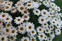 Grandessa™ Argyranthemum Interspecific hybrid White -- New from The Suntory Collection as seen @ GroLink, Spring Trials 2016.  The Grand Daisy!  Featuring BIG beautiful blooms!  A kaleidoscope of colors, perfect for large planters to decorate your patio or outside living area.  Featured in 'Pink Halo', 'Red', 'Yellow' and 'White'.