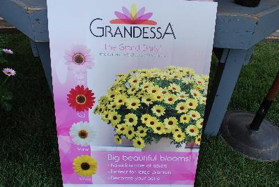 New from The Suntory Collection as seen @ GroLink, Spring Trials 2016.  The Grand Daisy!  Featuring BIG beautiful blooms!  A kaleidoscope of colors, perfect for large planters to decorate your patio or outside living area.  Featured in 'Pink Halo', 'Red', 'Yellow' and 'White'.