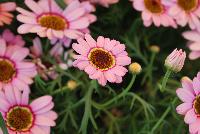 Grandessa™ Argyranthemum Interspecific hybrid Pink Halo -- New from The Suntory Collection as seen @ GroLink, Spring Trials 2016.  The Grand Daisy!  Featuring BIG beautiful blooms!  A kaleidoscope of colors, perfect for large planters to decorate your patio or outside living area.  Featured in 'Pink Halo', 'Red', 'Yellow' and 'White'.