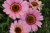 Grandessa™ Argyranthemum Interspecific hybrid Pink Halo -- New from The Suntory Collection as seen @ GroLink, Spring Trials 2016.  The Grand Daisy!  Featuring BIG beautiful blooms!  A kaleidoscope of colors, perfect for large planters to decorate your patio or outside living area.  Featured in 'Pink Halo', 'Red', 'Yellow' and 'White'.