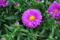 Tiara® Aster Royal Purple -- You don’t get a royal-sounding name like ‘Tiara®’ for nothing! At Royal Van Zanten, however, we know that this Aster deserves it. Our Tiara® series features plants covered with daisy-like flowers in a wide range of intense blue-violet colours. Tiara® varieties will look beautiful all on their own in large pots on the patio and are also perfect for combining with other flower varieties.  A complete series from 'White' to 'Blue Bayou'.  RoyalAster.com