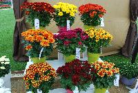  Chrysanthemum  -- On display @ Royal Van Zanten, Spring Trials 2016, a full compliment of Mums.