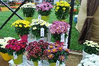  Chrysanthemum  -- On display @ Royal Van Zanten, Spring Trials 2016, a full compliment of Mums.