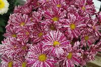 Artistic™ Chrysanthemum Pink Improved -- On display @ Royal Van Zanten, Spring Trials 2016.