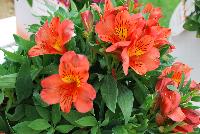 Colorita® Alstromeria Eliane Orange -- New from Royal Van Zanten @ Spring Trials 2016.  www.colorita.eu