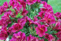 Colorita® Alstromeria Louise -- From Royal Van Zanten @ Spring Trials 2016.  Happy garden days on your deck, patio, terrace, balcony, garden with the Colorita® Alstroemeria.    www.colorita.eu