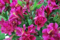 Colorita® Alstromeria Louise -- From Royal Van Zanten @ Spring Trials 2016.  Happy garden days on your deck, patio, terrace, balcony, garden with the Colorita® Alstroemeria.    www.colorita.eu