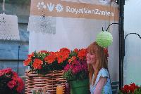 Colorita® Alstromeria  -- From Royal Van Zanten @ Spring Trials 2016.  Happy garden days on your deck, patio, terrace, balcony, garden with the Colorita® Alstroemeria.    www.colorita.eu