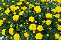 Skyfall® Chrysanthemum Yellow -- From Royal Van Zanten @ Spring Trials 2016.  The Skyfall® basket mums offer a beautiful mounding habit.  Stick and root cuttings for about 2 weeks.  Plant three rooted cuttings in 7-9 inch hanging basket.  Give six weeks of long-day, followed by short-day conditions.  Response tim eof six weeks.  Natural flowering mid-October.  Total crop time about 14 weeks.