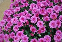 Skyfall® Chrysanthemum Pink -- From Royal Van Zanten @ Spring Trials 2016.  The Skyfall® basket mums offer a beautiful mounding habit.  Stick and root cuttings for about 2 weeks.  Plant three rooted cuttings in 7-9 inch hanging basket.  Give six weeks of long-day, followed by short-day conditions.  Response tim eof six weeks.  Natural flowering mid-October.  Total crop time about 14 weeks.