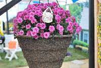 Skyfall® Chrysanthemum  -- From Royal Van Zanten @ Spring Trials 2016.  The Skyfall® basket mums offer a beautiful mounding habit.  Stick and root cuttings for about 2 weeks.  Plant three rooted cuttings in 7-9 inch hanging basket.  Give six weeks of long-day, followed by short-day conditions.  Response tim eof six weeks.  Natural flowering mid-October.  Total crop time about 14 weeks.