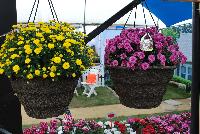 Skyfall® Chrysanthemum  -- From Royal Van Zanten @ Spring Trials 2016.  The Skyfall® basket mums offer a beautiful mounding habit.  Stick and root cuttings for about 2 weeks.  Plant three rooted cuttings in 7-9 inch hanging basket.  Give six weeks of long-day, followed by short-day conditions.  Response tim eof six weeks.  Natural flowering mid-October.  Total crop time about 14 weeks.