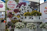 Skyfall® Chrysanthemum  -- From Royal Van Zanten @ Spring Trials 2016.  The Skyfall® basket mums offer a beautiful mounding habit.  Stick and root cuttings for about 2 weeks.  Plant three rooted cuttings in 7-9 inch hanging basket.  Give six weeks of long-day, followed by short-day conditions.  Response tim eof six weeks.  Natural flowering mid-October.  Total crop time about 14 weeks.