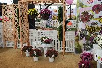 Skyfall® Chrysanthemum  -- From Royal Van Zanten @ Spring Trials 2016.  The Skyfall® basket mums offer a beautiful mounding habit.  Stick and root cuttings for about 2 weeks.  Plant three rooted cuttings in 7-9 inch hanging basket.  Give six weeks of long-day, followed by short-day conditions.  Response tim eof six weeks.  Natural flowering mid-October.  Total crop time about 14 weeks.