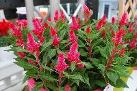  Celosia Firossa -- From Royal Van Zanten @ Spring Trials 2016.