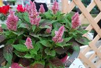  Celosia Merida -- From Royal Van Zanten @ Spring Trials 2016.