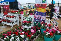   -- Cyclamen and more on display at Schoneveld Breeding as seen @ GroLink, Spring Trials 2016.