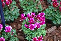   -- Cyclamen and more on display at Schoneveld Breeding as seen @ GroLink, Spring Trials 2016.