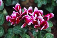 SuperSerie® Cyclamen Mini Winter® -- New from Schoneveld Breeding as seen @ GroLink, Spring Trials 2016.