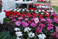SuperSerie® Cyclamen  -- Cyclamen and more on display at Schoneveld Breeding as seen @ GroLink, Spring Trials 2016.