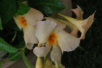 Sun Parasol® Mandevilla hybrid var. Sunpapri Apricot -- New from Suntory Flowers as seen @ Spring Trials, 2016.  A new color of Sun Parasol® Mandevilla.  Fast, vigorous growth, and excellent branching in an exciting new color, 'Apricot'.  See more @ www.sunparasol.net