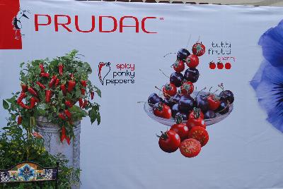 As seen @ Prudac™ Spring Trials, 2016:  Spicy Ponky Peppers and Tutti Frutti cherry tomoatoes.
