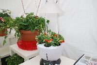   -- As seen @ Prudac™ Spring Trials, 2016.  Growing ideas for indoor tomatoes.  www. Prudac.com