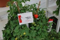 Heartbreaker™ Tomato Vallery F1 -- New, as seen @ Prudac™ Spring Trials, 2016.  www. Prudac.com