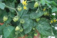 Heartbreaker™ Tomato Dora F1 -- New, as seen @ Prudac™ Spring Trials, 2016.  www. Prudac.com