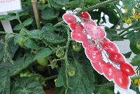 Heartbreaker™ Tomato Dora F1 -- New, as seen @ Prudac™ Spring Trials, 2016.  www. Prudac.com