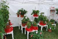   -- As seen @ Prudac™ Spring Trials, 2016.  Ideas for growing and displaying tomatoes.  www. Prudac.com