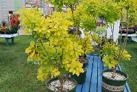  Cotinus Golden Spirit -- New for 2016 as seen @ PlantHaven Spring Trials 2016.  Shrubs in the Icon program.  Planthaven.com/icon