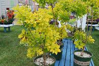  Cotinus Golden Spirit -- New for 2016 as seen @ PlantHaven Spring Trials 2016.  Shrubs in the Icon program.  Planthaven.com/icon