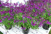 VIBE® Salvia Ignition Purple -- New for 2016 as seen @ PlantHaven Spring Trials 2016. Super-compact, most dwarf to date.  Masses of medium-sized, deep-purple flowers.  Great for low water usage landscapes.  Tight clumping habit of 24 x 24 inches at maturity.  Finish in 6-8 wks. (qt) and 10-12 wks. (gal).  Zone 7 (15F).