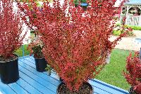  Berberis Orange Rocket -- New for 2016 as seen @ PlantHaven Spring Trials 2016.  Shrubs in the Icon program.  Planthaven.com/icon