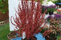 Berberis Orange Rocket -- New for 2016 as seen @ PlantHaven Spring Trials 2016.  Shrubs in the Icon program.  Planthaven.com/icon