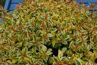  Abelia Kaleidoscope -- New for 2016 as seen @ PlantHaven Spring Trials 2016.  The Perfect Shrub.