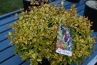  Abelia Kaleidoscope -- New for 2016 as seen @ PlantHaven Spring Trials 2016.  The Perfect Shrub.