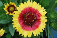 Sunset Gaillardia Snappy -- New for 2016 as seen @ PlantHaven Spring Trials 2016.  Brilliant red center with creamy yellow rim, with prolific flowering.  Stunning!