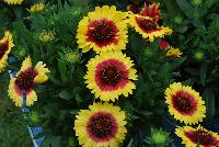 Sunset Gaillardia Snappy -- New for 2016 as seen @ PlantHaven Spring Trials 2016.  Brilliant red center with creamy yellow rim, with prolific flowering.  Stunning!