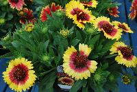Sunset Gaillardia Snappy -- New for 2016 as seen @ PlantHaven Spring Trials 2016.  Brilliant red center with creamy yellow rim, with prolific flowering.  Stunning!