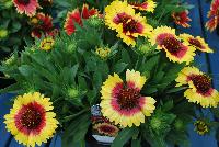 Sunset Gaillardia Snappy -- New for 2016 as seen @ PlantHaven Spring Trials 2016.  Brilliant red center with creamy yellow rim, with prolific flowering.  Stunning!