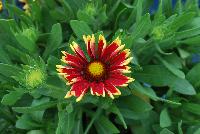 Sunset Gaillardia Cutie -- New for 2016 as seen @ PlantHaven Spring Trials 2016.  Brilliant red center with creamy yellow rim, with prolific flowering.  Stunning!