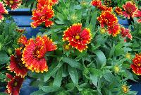 Sunset Gaillardia Cutie -- New for 2016 as seen @ PlantHaven Spring Trials 2016.  Brilliant red center with creamy yellow rim, with prolific flowering.  Stunning!